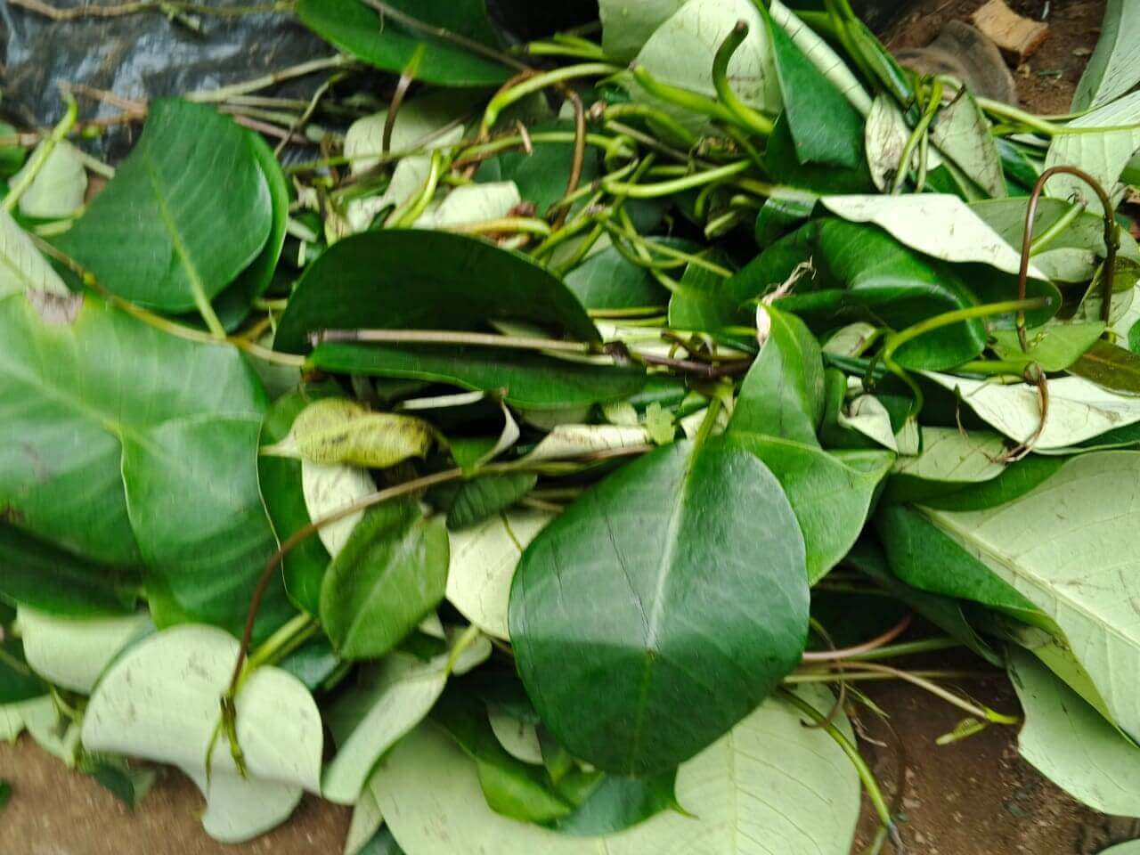 African Pear Leaf